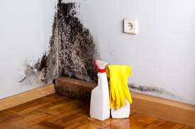 Best Black Mold Removal in USA